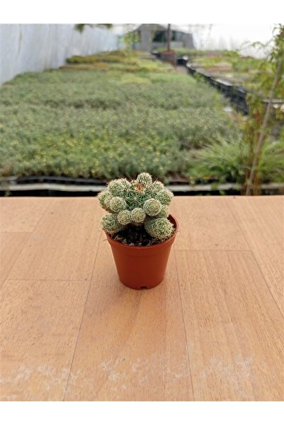 Ravza Çiçekçilik Mammillaria Vetula Ssp. ( 5,5 Cm )