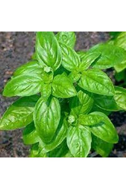 Tohum Dünyam Yeşil Yapraklı Mis Kokulu Fesleğen Çiçeği Tohumu 30 Adet