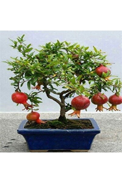Tohum Dünyam Nadir Ithal Bodur Nar Bonzai Ağacı Tohumu 10 Tohum Bonsai Tohumu