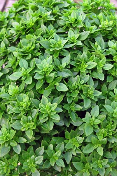 Tohum Dünyam Kalıcı Kokulu Fesleğen Tohumu / 40 Adet Tohum