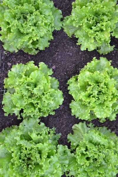 Tohum Dünyam Iri Kıvırcık Marul Tohumu 40 Adet Tohum