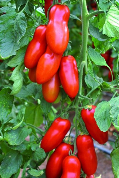 Tohum Dünyam San Marzano Domates Tohumu / 10+ Adet Tohum