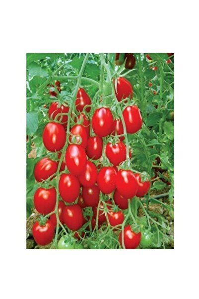 Tohum Dünyam 20 Adet Roma Salkım Domates Tohumu