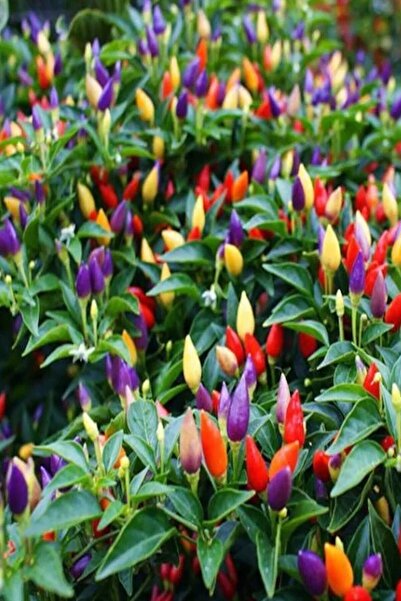 Tohum Dünyam Renkli Acı Süs Biberi Tohumu 40 Adet Tohum