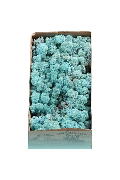 trendbahce Reindeer Moss Aquamarine (TURKUAZ) Şoklanmış Ithal Norveç Yosunu 5...