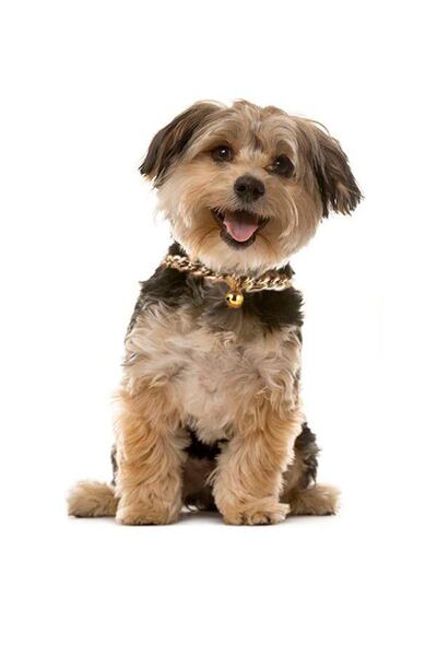 Petella Köpek Boyun Tasması Köpek Kolyesi Ayarlanabilir Zilli Zincir Kolye