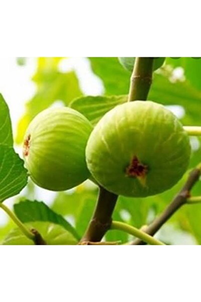 Floramut Aydın Lop Incir Fidesi -3adet-