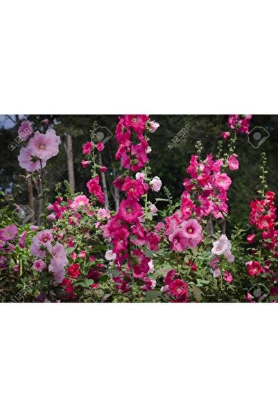 Ege Pazarından Gül Hatmi Tohumu 20 Adet Ilaçsız Hatmi Çiçeği Karışık Renk Gül...