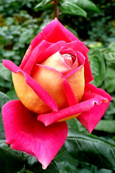 ÇİÇEKFLİX Özel pembe kokulu ebruli gül fidani fide açık kök 35-40cm