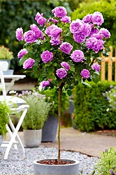 ÇİÇEKFLİX Lila baston kokulu gül 1 adet açik kök 33-39cm