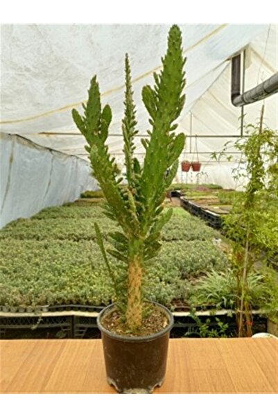 Genel Markalar Opuntia Monacantha Variegata Kaktüs 16 cm Saksıda