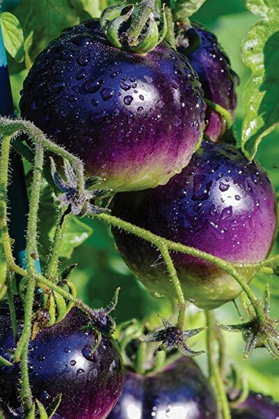 Tohum Dünyam Mor Domates Tohumu 40 Adet