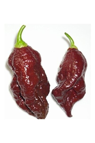 Tohum Dünyam 20 Adet Kahverengi Bhut Jolokia Biber Tohumu