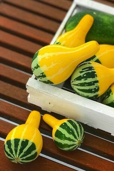 Tohum Dünyam Sarı Yeşil Süs Kabağı Tohumu / 10 Adet Tohum