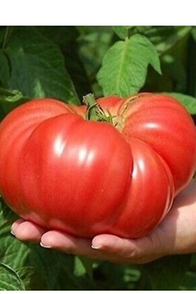 Tohum Dünyam Dev Büyük Domates Tohumu 40 Adet
