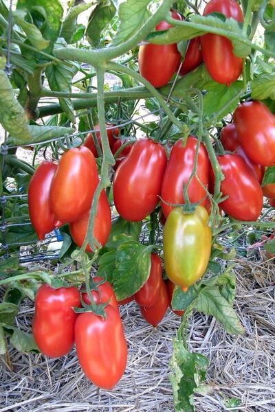Tohum Dünyam San Marzano Domates Tohumu / 10+ Adet Tohum
