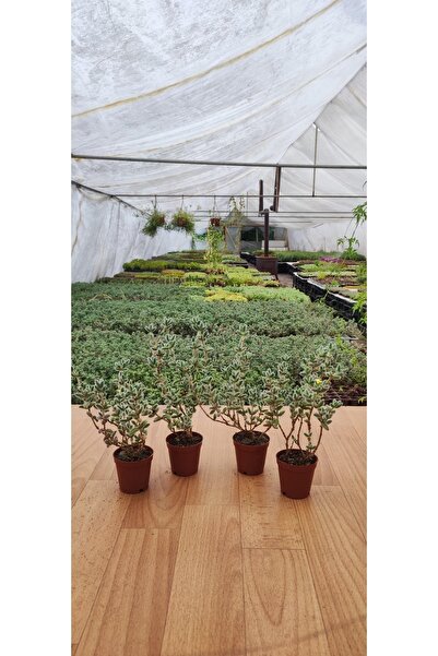 Ravza Çiçekçilik 4.lü Delosperma Echinatum Turşu Sukulent 5,5 cm Saksıda