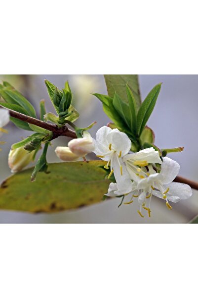 Fidanyolu Kış Hanımeli Fidan Lonicera Fragrantissima ( Limon Kokulu )