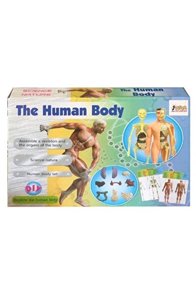 Asya Oyuncak Human Body-vücudumu Öğreniyorum, 29 Parça 3d Eğitici Doktor Seti