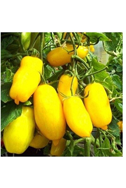 Tohum Dünyam 20 Adet Sarı Mum Domates Tohumu