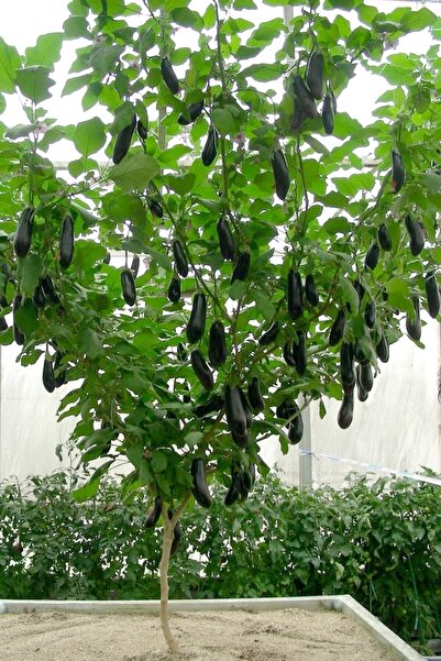 Tohum Dünyam Ithal Çin Patlıcan Ağacı Tohumu / 10+ Adet Tohum