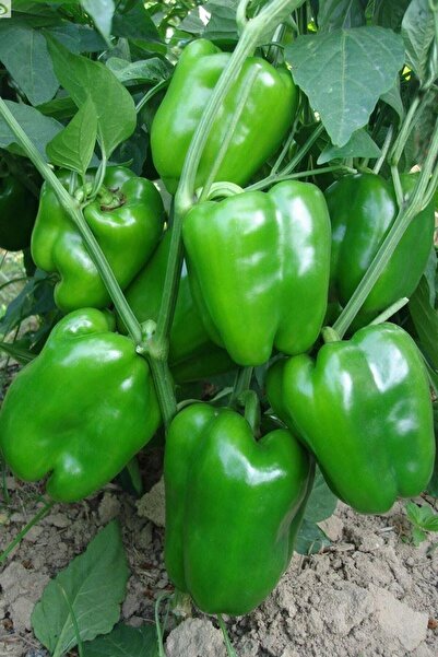 Tohum Dünyam Kandil Dolmalık Biber Tohumu / 20+ Adet Tohum