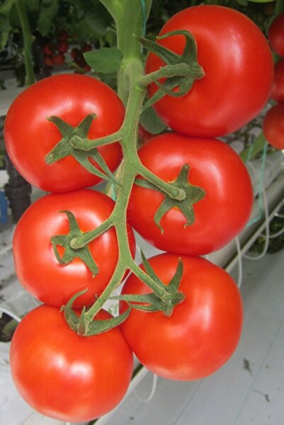 Tohum Dünyam Beşdeli Salkım Domatesi Tohumu / 20+ Adet Tohum