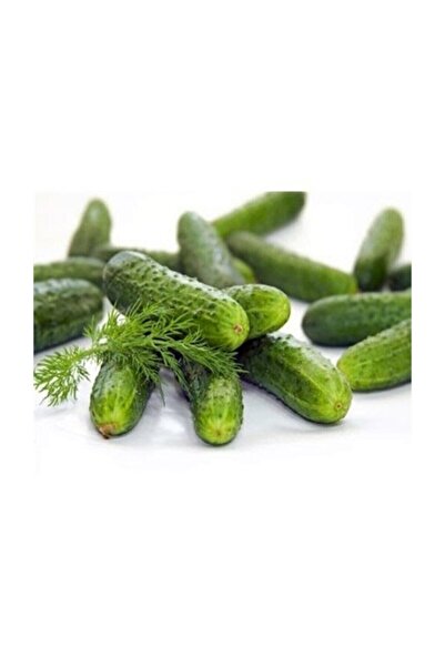 Tohum Dünyam Kıtır Turşuluk Kornişon Salatalık Tohumu 20 Adet Tohum
