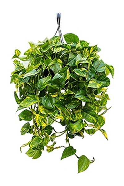 serada decor & plant Pothos Sarmaşığı Askılı Saksıda Bitkisi Potos Ev Bitkisi...