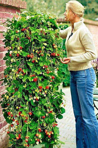 Tohum Dünyam Ithal Sırık Çilek Tohumu / 40 Adet Sarmaşık Çilek Tohumu