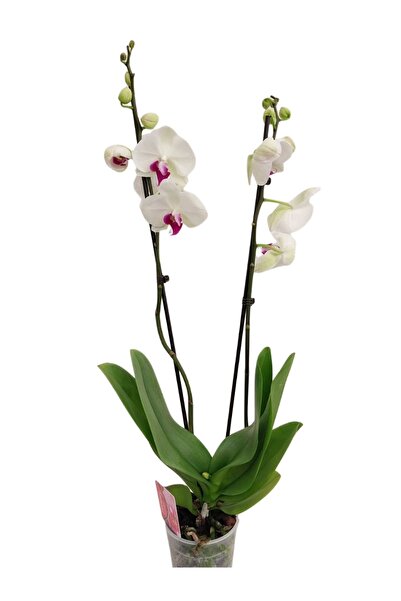 fidanova Phalaenopsis Orkide , Çift Dallı Orkide 60-80cm Beyaz Pembe Göbekli