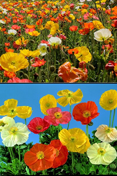 ZENGARDEN EV VE BAHÇE Dev Izlanda Gelincik Tohumu Papaver Nudicaule