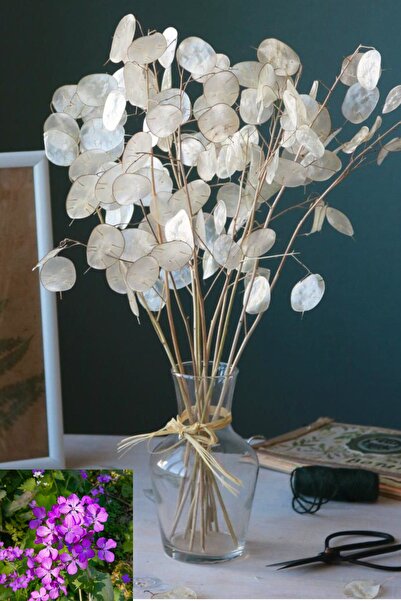 ZENGARDEN EV VE BAHÇE Lunaria Tohumu Sadakat Çiçeği Tohumu