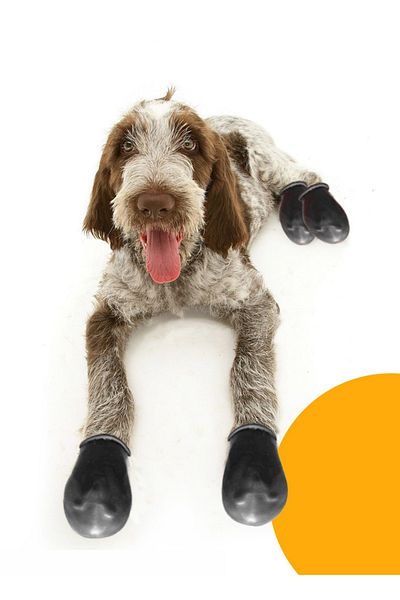 Alphadog Black Dog Overshoes 6 Pieces