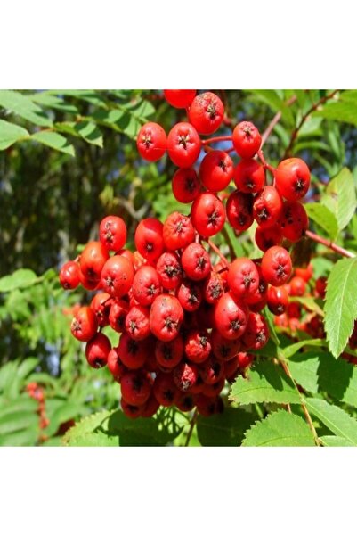 E-fidancim Tüplü Kuş Üvez Ağacı Fidanı