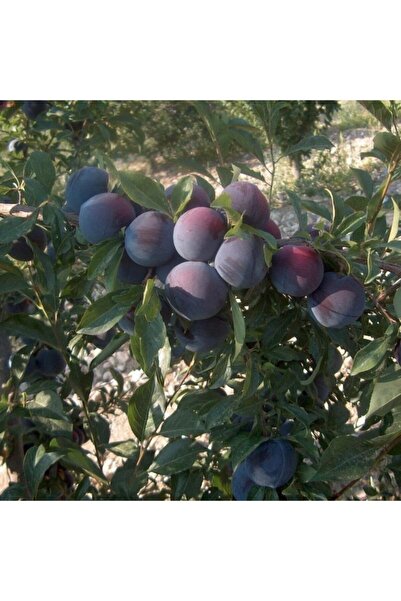 Mutlu Paket Tüplü Aşılı Verimli Angeleno Anjelika Japon Erik Fidanı