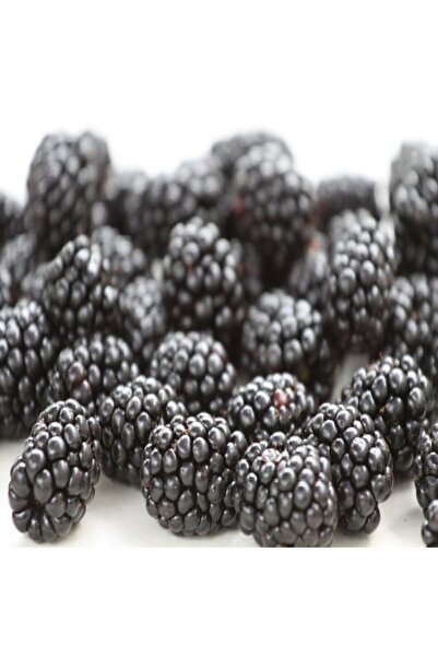 E-fidancim Tüplü Salkım Meyveli Yediveren Dikensiz Early Fat Böğürtlen Fidanı