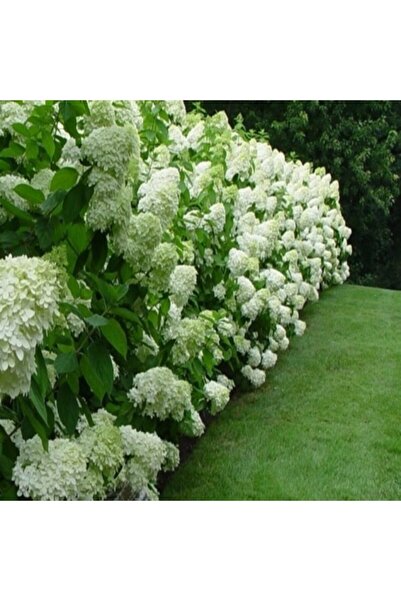 E-fidancim Tüplü ithal XL Dev Beyaz Çiçekli Ortanca Çiçeği Fidanı