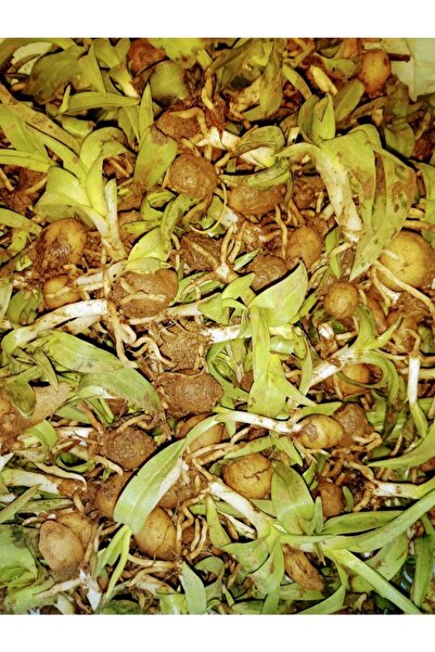 AKTARIM Türkiye'nin Salepcisi - Salep Fidesi 10 Adet