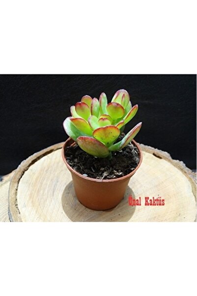 Naturel Tohum Crassula Ovata Mir - Feng Shui - Şans Ağacı & Toptan Sukulent 3...