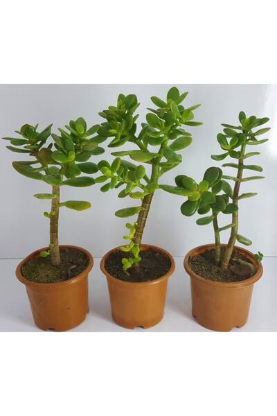 Genel Markalar Bonsai Crassula Ovata Para Ağacı Yeşim 8 cm Saksıda (1 Adet )