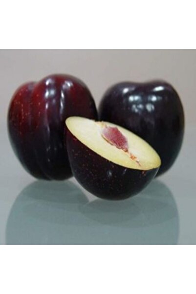 E-fidancim Tüplü Angeleno (Anjelika,anjelik Japon Eriği) Erik Fidanı