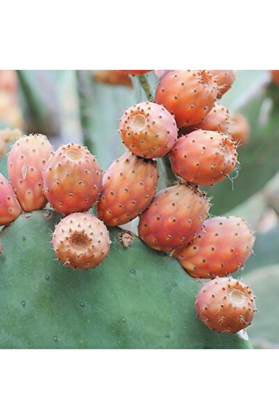 Mutlu Paket Tüplü Dikenli Pabuç Incir Fidanı Çok Loblu 15 Litrelik Saksı