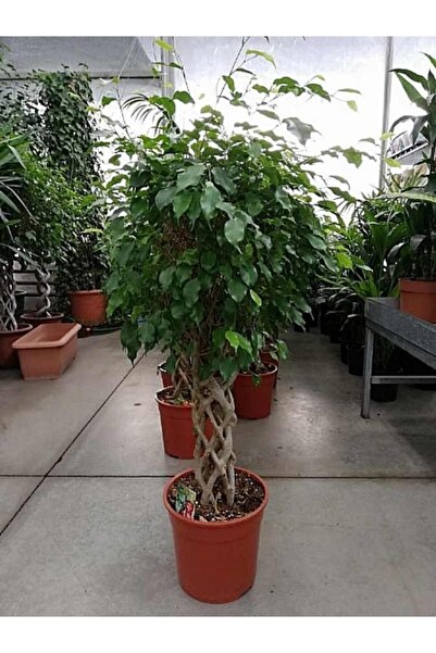 Nehir Çiçekçilik Örgülü Benjamin