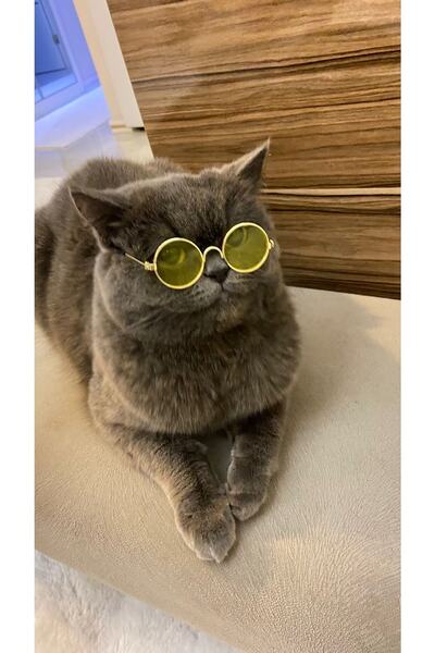 Kedi Gözlüğü