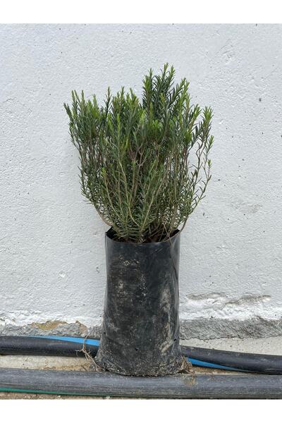 NARENCİYE FİDANIM Dağ Kekiği (zahter) Fidanı 2 Adet