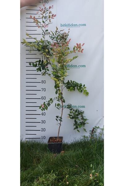 3 Yaş Loropetalum Fidanı