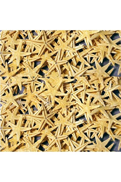 Genel Markalar Gerçek Deniz Yıldızı 1-1.5 Cm Arası - Naturel- 10'lu Paket