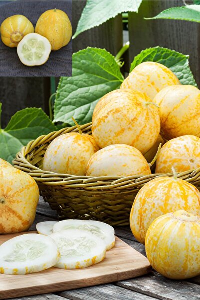ZENGARDEN EV VE BAHÇE Limon Salatalık Tohumu Atalık Cucumber Lemon