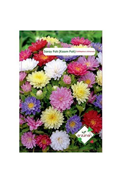 Arzuman Saray Patı Çiçeği Tohumu 50 Adet